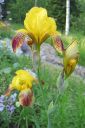 Tarhakurjenmiekka2C_Iris_germanica_IMG_2387.jpg