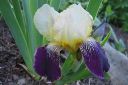 Tarhakurjenmiekka2C_Iris_germanica_IMG_9486.jpg