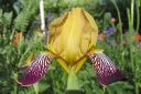 Tarhakurjenmiekka_Iris_germanica_IMG_2266.jpg