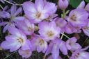 Tarhamyrkkylilja2C_Colchicum_Speciosum_IMG_3835.jpg