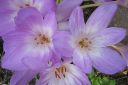 Tarhamyrkkylilja2C_Colchicum_Speciosum_IMG_7373.jpg