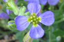 Tarharistikki2C_Aubrieta_x_cultorum_IMG_0525.jpg