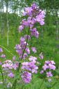 Tarhaillakko_Hesperis_matronalis_IMG_0534.jpg