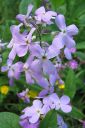 Tarhaillakko_Hesperis_matronalis_IMG_1413.jpg