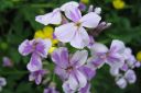 Tarhaillakko_Hesperis_matronalis_IMG_2055.jpg