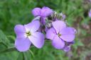 Tarhaillakko_Hesperis_matronalis_IMG_2089.jpg