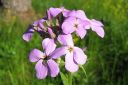 Tarhaillakko_Hesperis_matronalis_IMG_2407.jpg