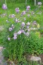 Tarhaillakko_Hesperis_matronalis_IMG_3562.jpg