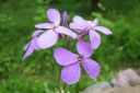 Tarhaillakko_Hesperis_matronalis_IMG_3563.jpg