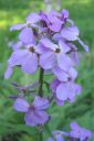 Tarhaillakko_Hesperis_matronalis_IMG_9652.jpg