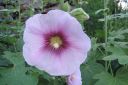 Tarhasalkoruusu2C_Alcea_rosea_IMG_0322.jpg