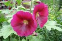 Tarhasalkoruusu2C_Alcea_rosea_IMG_0725.jpg