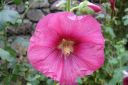 Tarhasalkoruusu2C_Alcea_rosea_IMG_1322.jpg