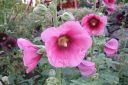 Tiedostonimi=Tarhasalkoruusu2C_Alcea_rosea_IMG_1682.jpg
Tiedostokoko=57kt
Koko=600x400
Lisätty=11.03.2011 Tarhasalkoruusu2C_Alcea_rosea_IMG_1682.jpg