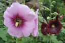 Tarhasalkoruusu2C_Alcea_rosea_IMG_2197.jpg