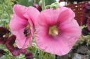 Tarhasalkoruusu2C_Alcea_rosea_IMG_2200.jpg