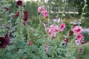 Tarhasalkoruusu2C_Alcea_rosea_IMG_2608.jpg