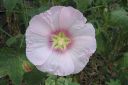 Tarhasalkoruusu2C_Alcea_rosea_IMG_3584.jpg