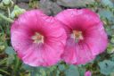 Tarhasalkoruusu2C_Alcea_rosea_IMG_4489.jpg