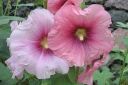 Tarhasalkoruusu2C_Alcea_rosea_IMG_9067.jpg