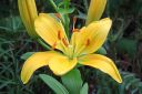 Tarhasarjalilja2C_Lilium_Hollandicum-group_IMG_0047.jpg