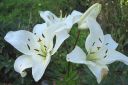 Tarhasarjalilja2C_Lilium_Hollandicum-group_IMG_0056.jpg