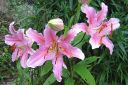 Tarhasarjalilja2C_Lilium_Hollandicum-group_IMG_0430.jpg