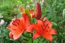 Tarhasarjalilja2C_Lilium_Hollandicum-group_IMG_0705.jpg