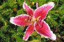 Tarhasarjalilja2C_Lilium_Hollandicum-group_IMG_0850.jpg