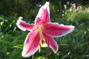 Tarhasarjalilja2C_Lilium_Hollandicum-group_IMG_0937.jpg