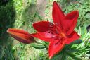 Tarhasarjalilja2C_Lilium_Hollandicum-group_IMG_3547.jpg