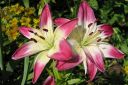 Tarhasarjalilja2C_Lilium_Hollandicum-group_IMG_5571.jpg