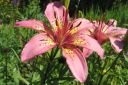 Tarhasarjalilja2C_Lilium_Hollandicum-group_IMG_5583.jpg