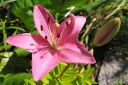 Tarhasarjalilja2C_Lilium_Hollandicum-group_IMG_5762.jpg