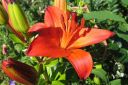 Tarhasarjalilja2C_Lilium_Hollandicum-group_IMG_6063.jpg