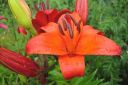 Tarhasarjalilja2C_Lilium_Hollandicum-group_IMG_6510.jpg