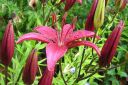 Tarhasarjalilja2C_Lilium_Hollandicum-group_IMG_6515.jpg