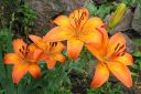 Tarhasarjalilja2C_Lilium_Hollandicum-group_IMG_6768.jpg