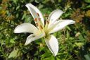 Tarhasarjalilja2C_Lilium_Hollandicum-group_IMG_9643.jpg