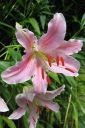 Tarhasarjalilja2C_Lilium_Hollandicum-group_IMG_9770.jpg