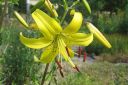 Tarhasarjalilja__Citronella_2C_Lilium_Hollandicum-group__Citronella__IMG_2891.jpg