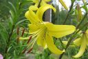 Tarhasarjalilja__Citronella_2C_Lilium_Hollandicum-group__Citronella__IMG_2996.jpg