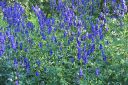 Tarhaukonhattu2C_Aconitum_x_stoerkianum_IMG_0025.jpg