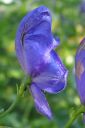 Tarhaukonhattu2C_Aconitum_x_stoerkianum_IMG_0570.jpg