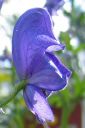 Tarhaukonhattu2C_Aconitum_x_stoerkianum_IMG_0572.jpg