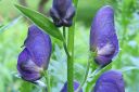 Tarhaukonhattu2C_Aconitum_x_stoerkianum_IMG_1847.jpg