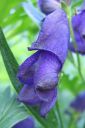 Tarhaukonhattu2C_Aconitum_x_stoerkianum_IMG_1848.jpg