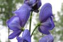 Tarhaukonhattu2C_Aconitum_x_stoerkianum_IMG_3911.jpg