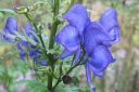 Tarhaukonhattu2C_Aconitum_x_stoerkianum_IMG_7085.jpg