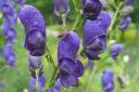 Tarhaukonhattu2C_Aconitum_x_stoerkianum_IMG_7527.jpg